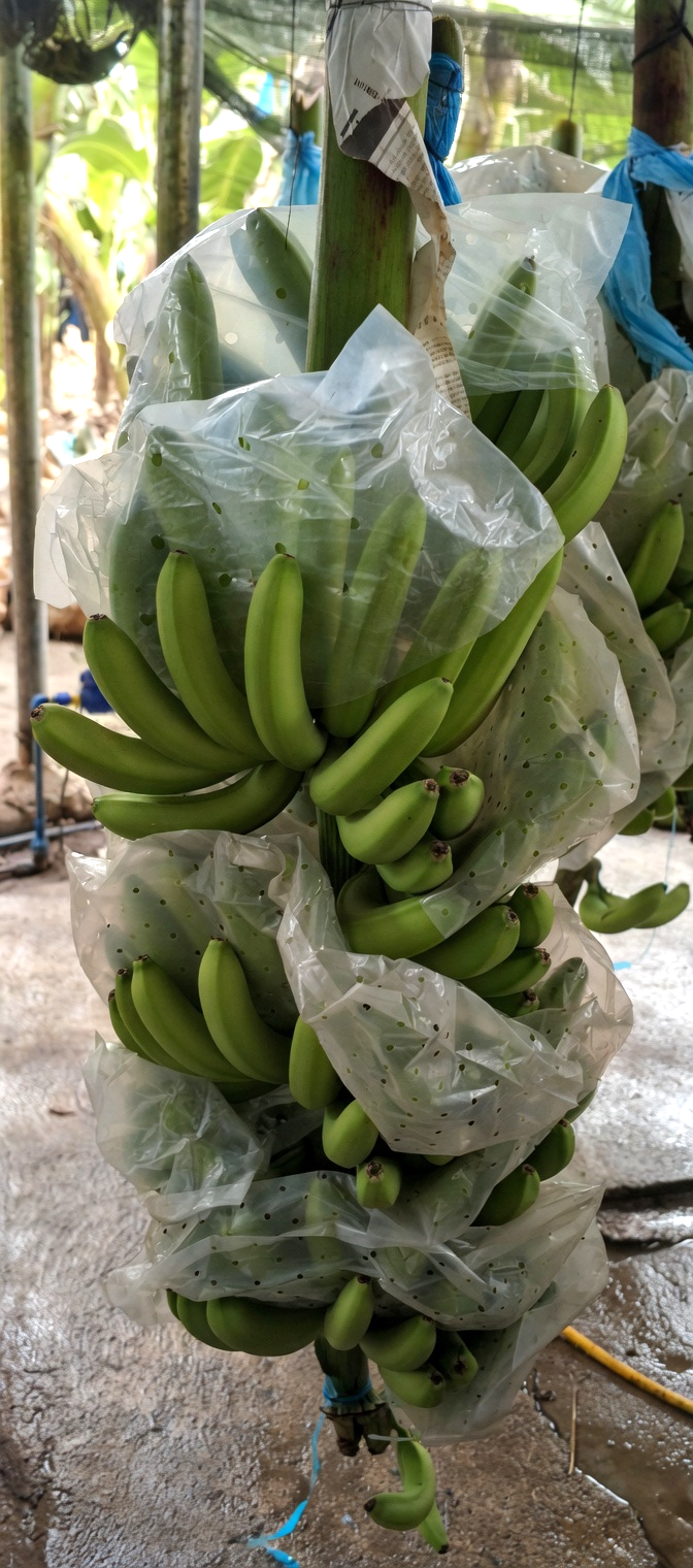 Cavendish Organic